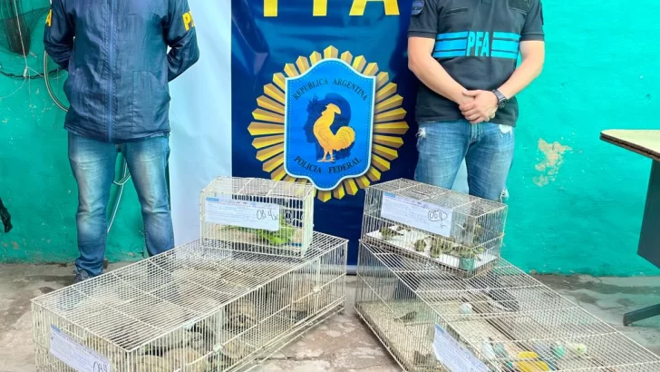 La Policía Federal Argentina desbarató una red de tráfico de fauna silvestre