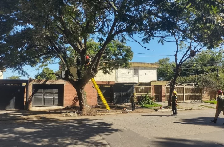 Talaron ocho árboles añosos y aseguran que fue por seguridad