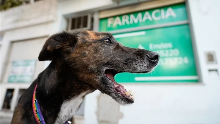 Habilitan la venta en farmacias de medicamentos recetados por veterinarios para animales
