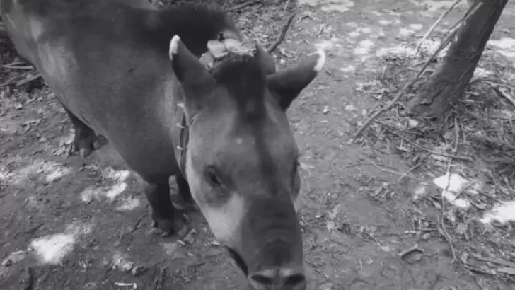 Secuestraron armas y municiones que estarían involucradras con la muerte de la tapir Suyana