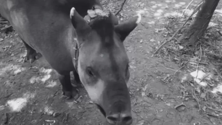 Suyana, la tapir liberada en San Javier, fue encontrada muerta