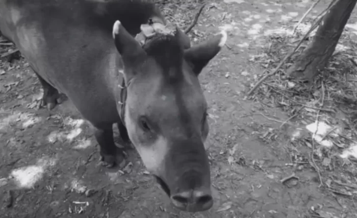 Suyana, la tapir liberada en San Javier, fue encontrada muerta