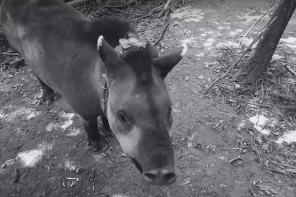 Secuestraron armas y municiones que estarían involucradras con la muerte de la tapir Suyana