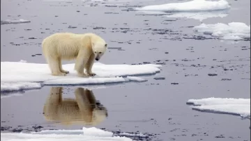 Un nuevo estudio indicó que “es demasiado tarde para salvar el hielo del Ártico”