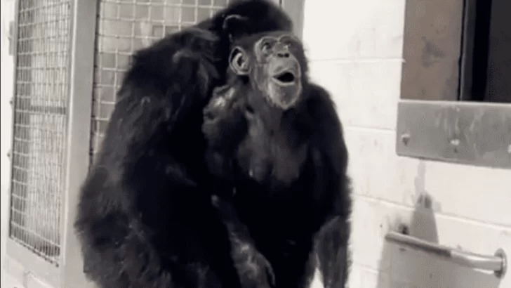El asombro de una chimpancé al ver el cielo por primera vez tras ser liberada de su jaula