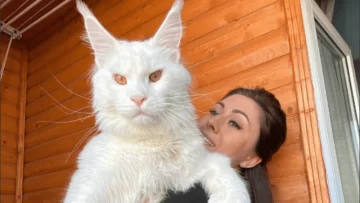 Dijo tener al gato más grande del mundo, lo mostró en redes y nadie lo puede creer