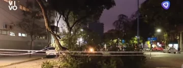 La rama de un árbol cayó frente a la guardia del Hospital Padilla