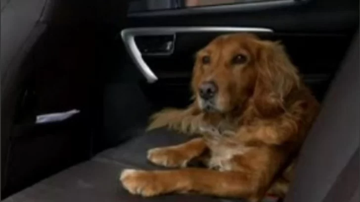 Insólito video: en Córdoba, un perro se subió a la camioneta en marcha de su dueño y la chocó