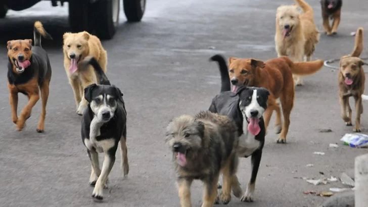 Organizaciones animalistas se oponen a la ordenanza sobre las perreras