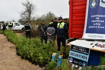 Secuestran 1.100 plantas de marihuana