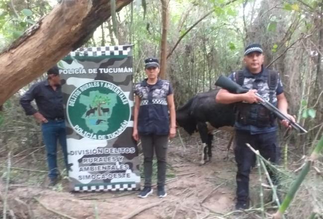 Recuperan un toro valuado en $1 millón y medio