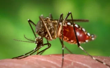 Se confirmaron dos casos importados de chikungunya en Tucumán