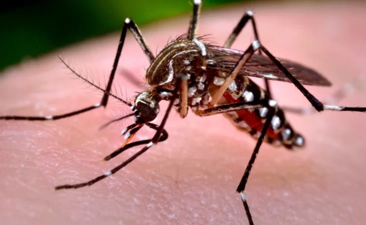 Posible caso de Chikungunya después de casi una década