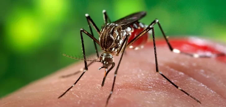 Qué es el dengue hemorrágico, cuáles son los síntomas y por qué es peligroso