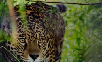 Registraron un nuevo yaguareté silvestre en Corrientes