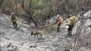 Chubut: advierten que el viento podría complicar la lucha contra el fuego en Los Alerces