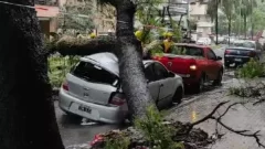 Consecuencias de la lluvia: cayó un árbol y aplastó un auto