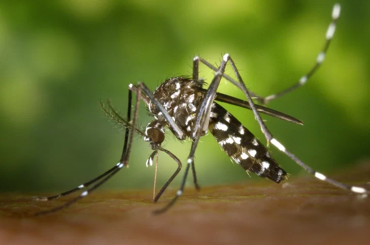 Dengue y alerta regional: Brasil superó el millón de contagios en los primeros dos meses de 2024