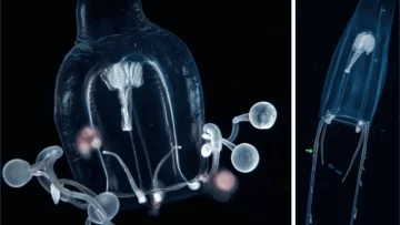 Científicos descubren nuevas especies de medusas gigantes