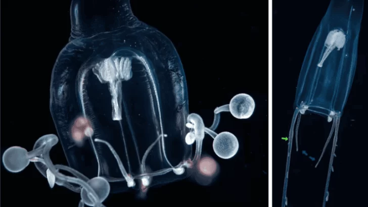 Científicos descubren nuevas especies de medusas gigantes