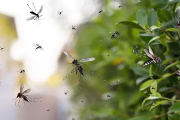 A pesar del frío, el Dengue sigue entre los tucumanos