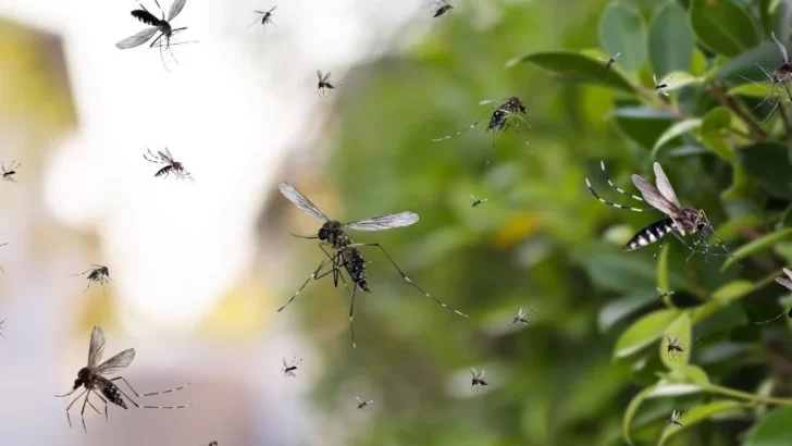 A pesar del frío, el Dengue sigue entre los tucumanos