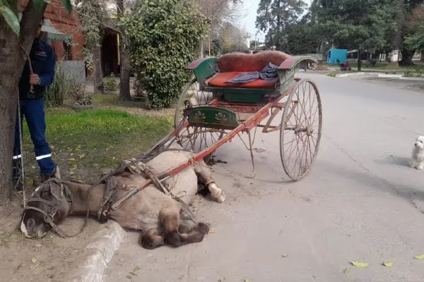 Leales: Recuperaron un equino que se encontraba en mal estado e identificaron al cuidador