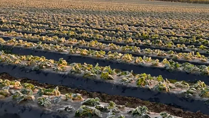 Las heladas causaron estragos en la producción agrícola en Tucumán