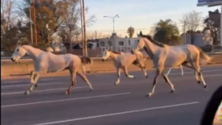 Escaparon 46 caballos y salieron al trote por la autopista Panamericana