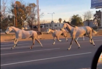 Escaparon 46 caballos y salieron al trote por la autopista Panamericana