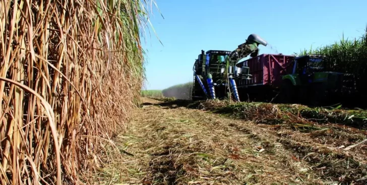 Las heladas en Tucumán tuvieron su impacto negativo en la zafra