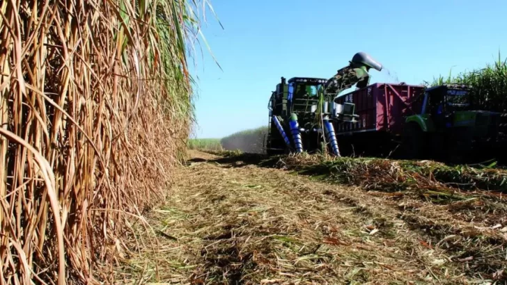 Las heladas en Tucumán tuvieron su impacto negativo en la zafra