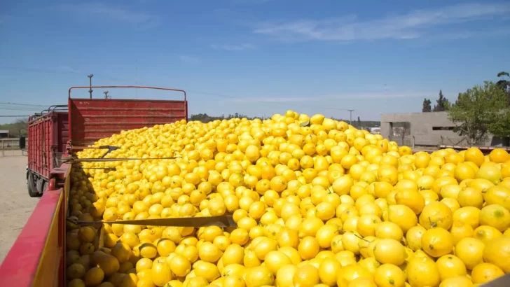 El sector citrícola de Tucumán en crisis: pérdidas y abandono de cultivos