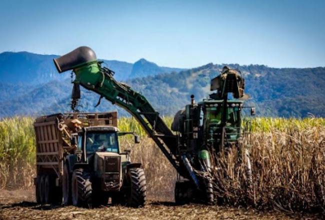 Avance positivo en la molienda de caña a pesar de las heladas