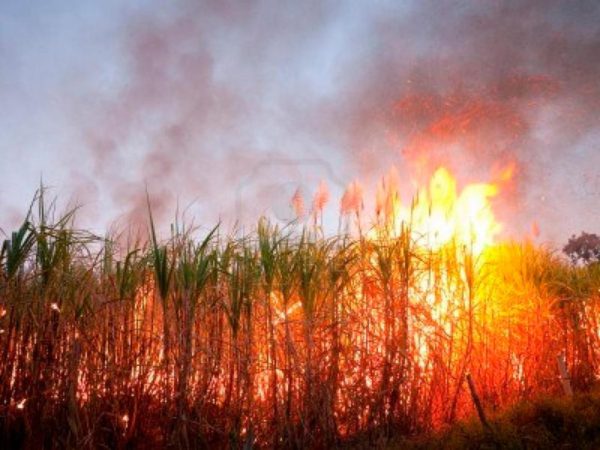 Preocupación por el aumento de incendios en cañaverales: “El fuego es muy dañino para la producción”