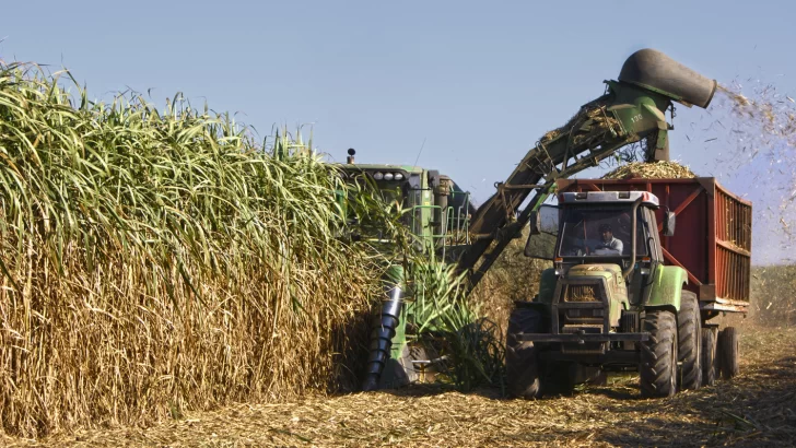 Zafra 2024: se prevé buenos volúmenes para la producción de azúcar y bioetanol