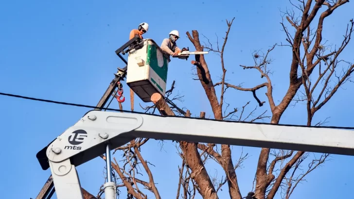 La Municipalidad avanza con un plan de poda responsable y plantación de árboles