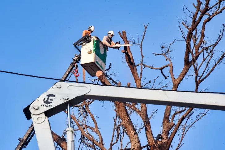 La Municipalidad avanza con un plan de poda responsable y plantación de árboles