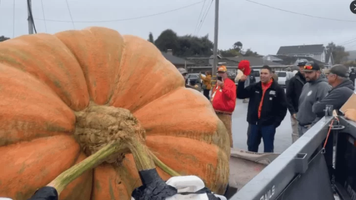 Calabaza gigante rompió récords: pesó más de mil kilos