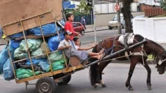 Se promulgó la Ley N° 9.810, que prohíbe el uso de animales para la tracción de cargas en toda la provincia