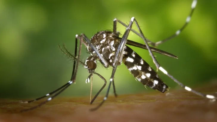 Se cumplen 101 días sin casos de Dengue en Tucumán: cómo combatir el mosquito Aedes Aegypti