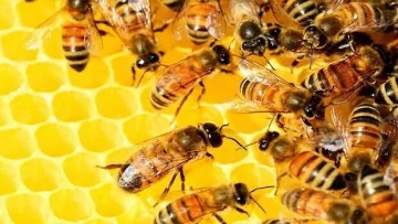 Un hombre murió luego de ser picado por 150 abejas