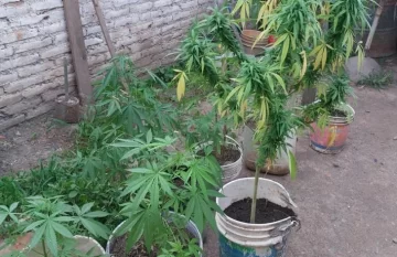 Encontraron 25 plantas de marihuana en el interior de una vivienda