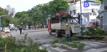 Árboles caídos y cortes de luz fueron las secuelas del temporal en la provincia