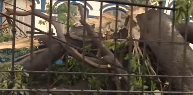 Cayó un árbol de gran porte en una escuela de la Capital y provocó cortes de tránsito