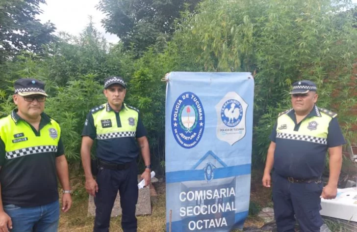 Hallaron un vivero de marihuana en barrio Francisco l