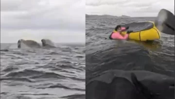 Una ballena jorobada tragó a un joven y después lo expulsó