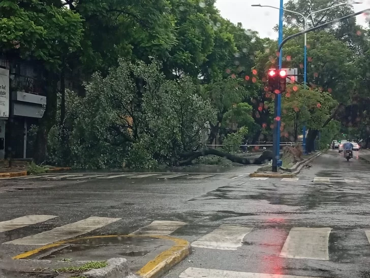 Lluvias, fuertes ráfagas de vientos y caída de árboles durante la madrugada